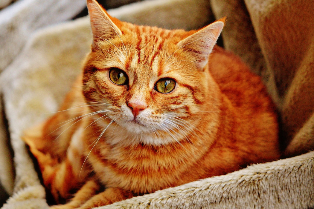 Essential Oils for Cats: What’s Safe and What to Avoid