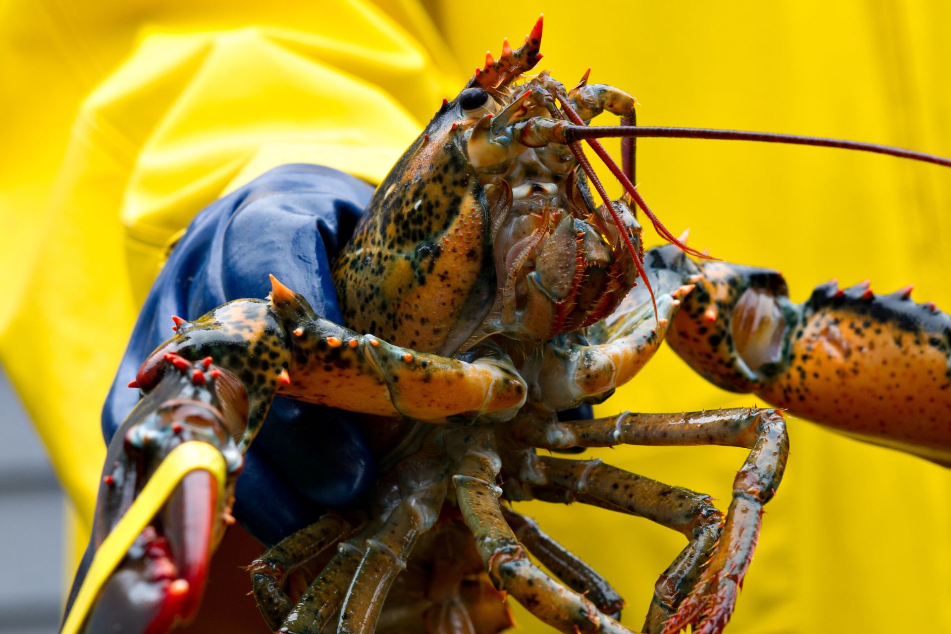 Top 3 Tips Beginner Lobster Fishers Should Know